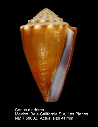 Conus diadema.jpg - Conus diademaG.B.Sowerby,1834